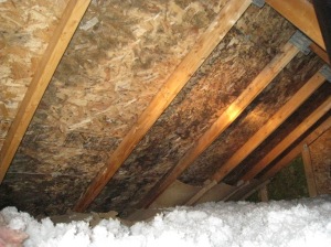 signs of attic mold